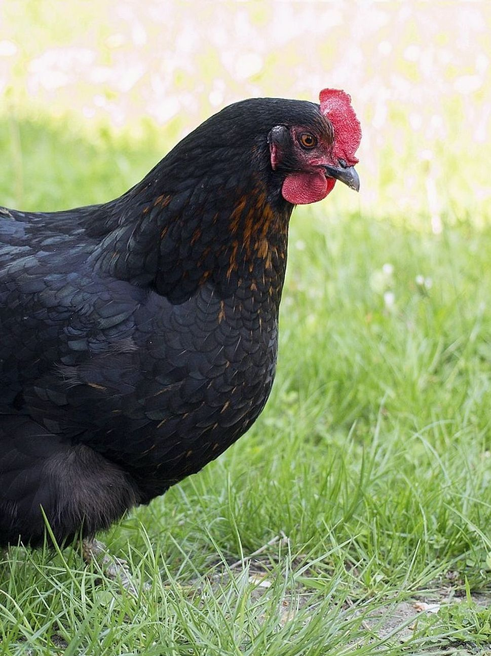 Temperatura del brooder